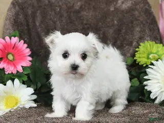 Maltese dogs Gracie - Ad 35