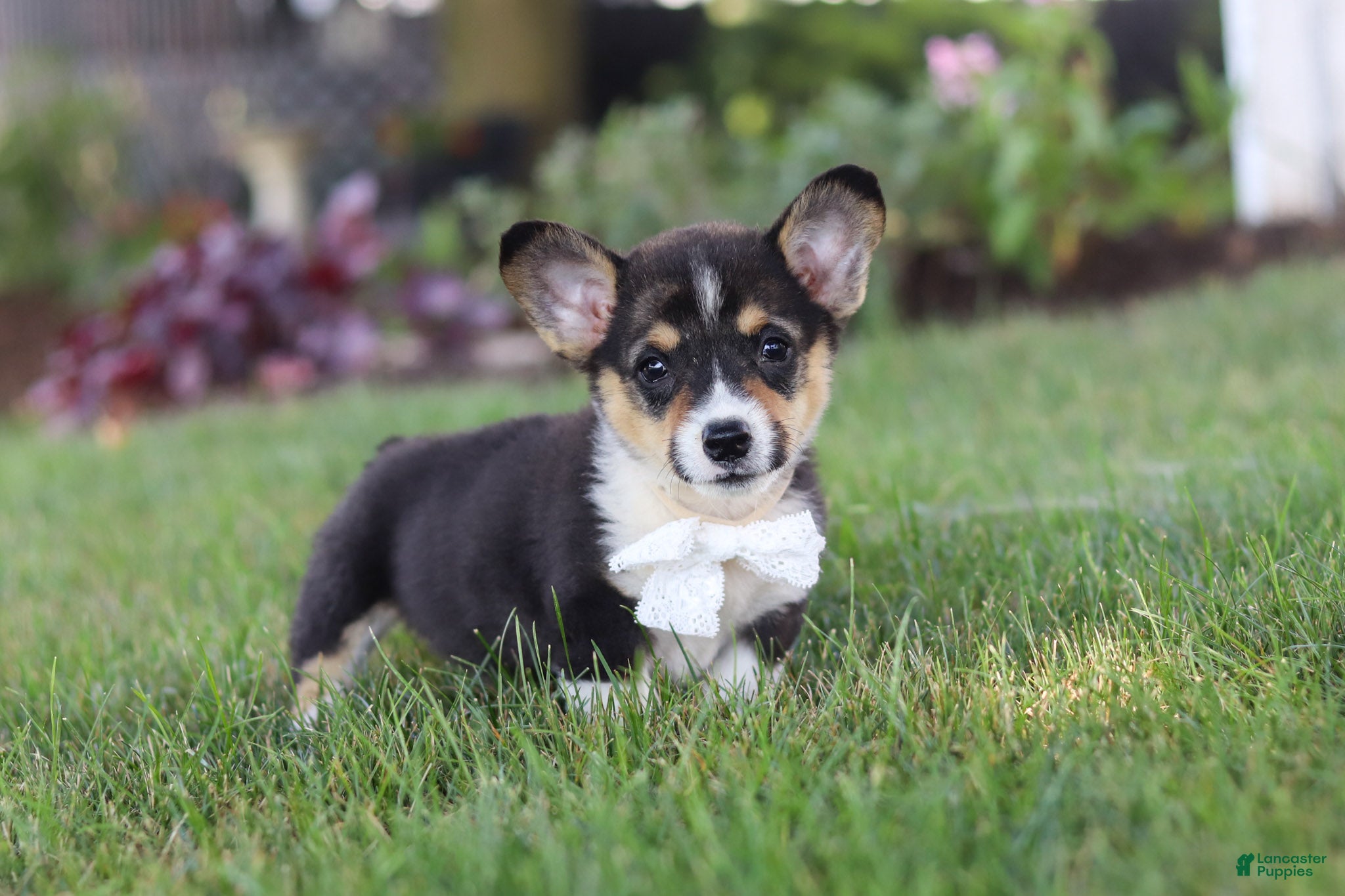 Welsh Corgi Pembroke dogs Diamond - Ad 2