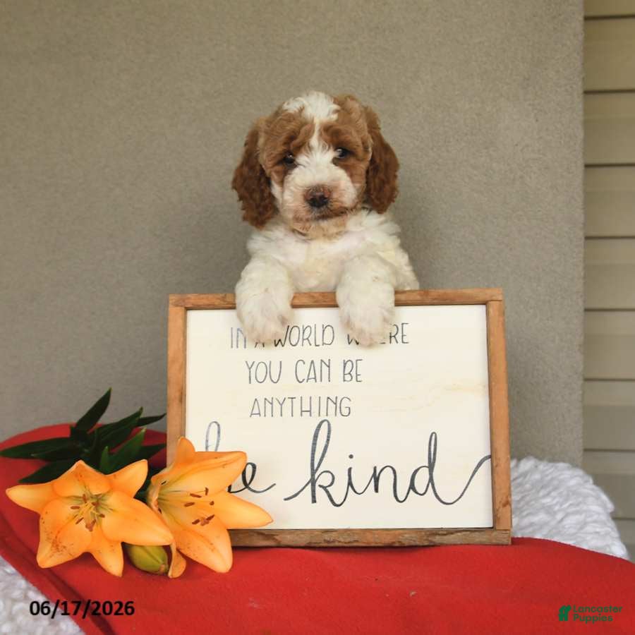 Mini Goldendoodle dogs Stella - Ad 2