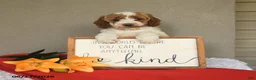 Mini Goldendoodle dogs for sale: Stella - Ad 2
