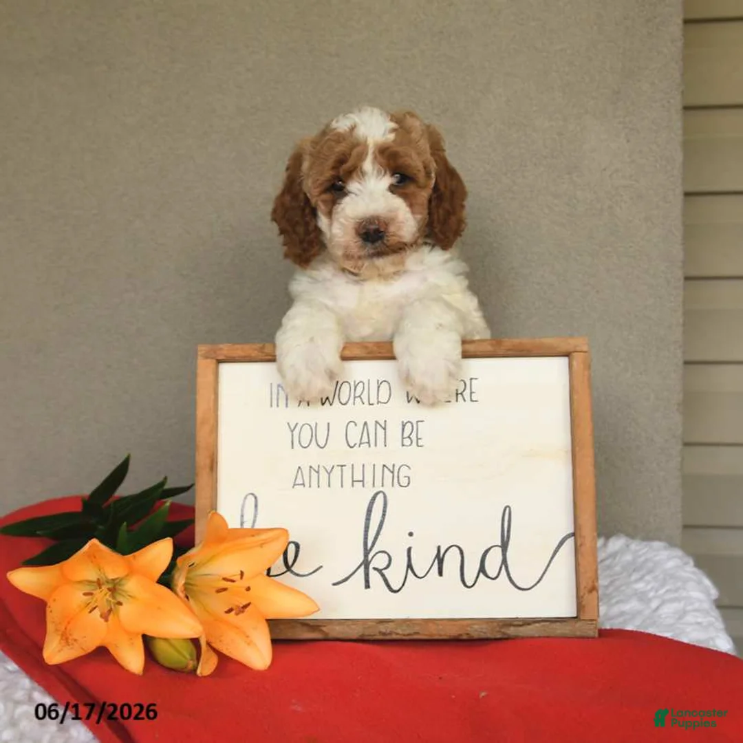 Mini Goldendoodle dogs for sale: Stella - Ad 2