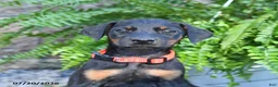 Doberman Pinscher dogs for sale: Penny - Ad 3