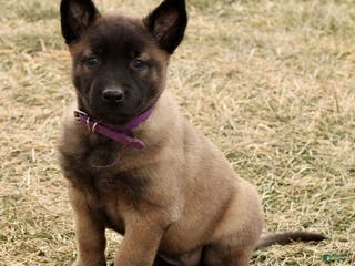 Belgian Malinois dogs Alexa - Ad 17