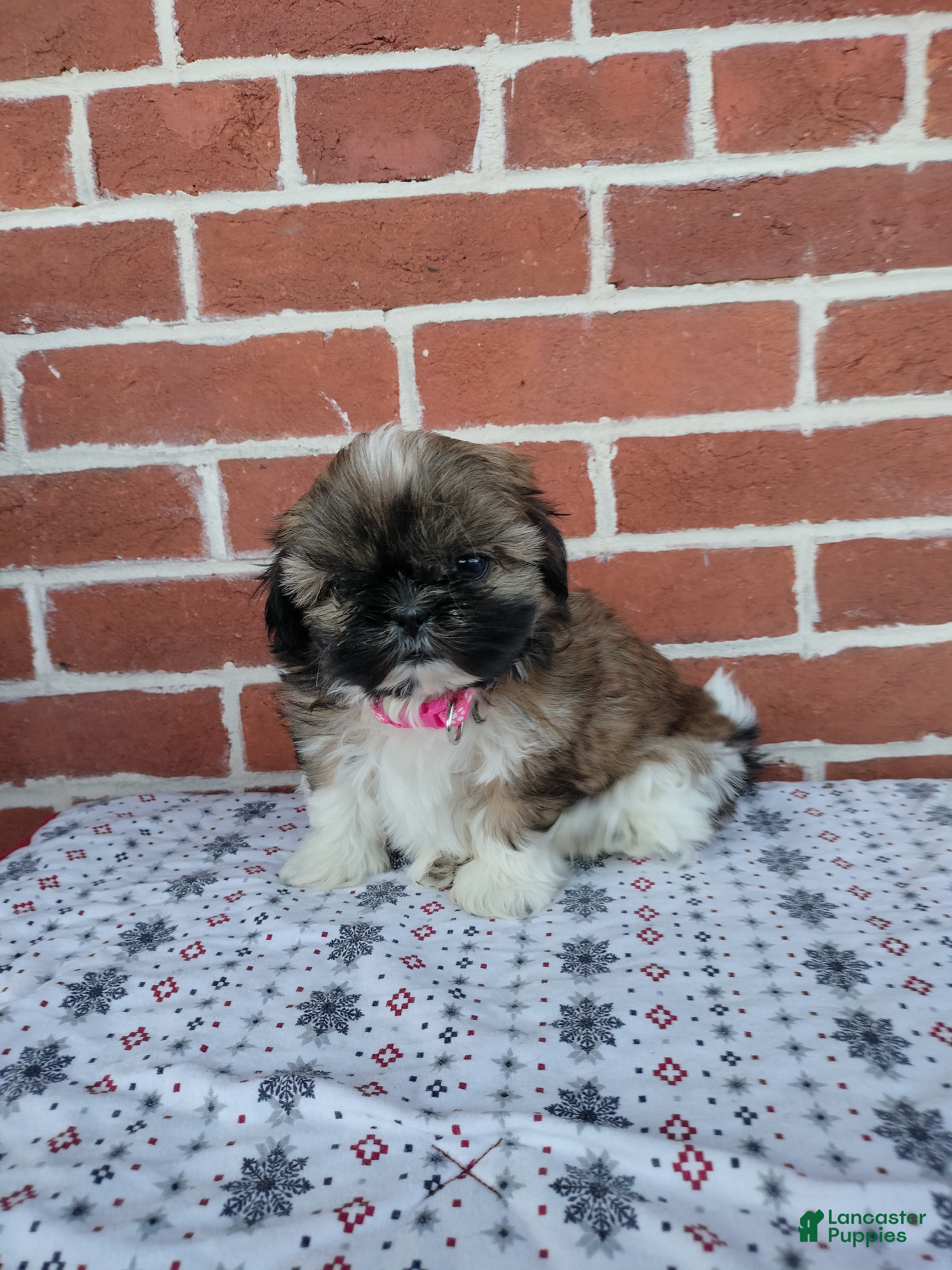 Shih Tzu dogs Dixie - Ad 1