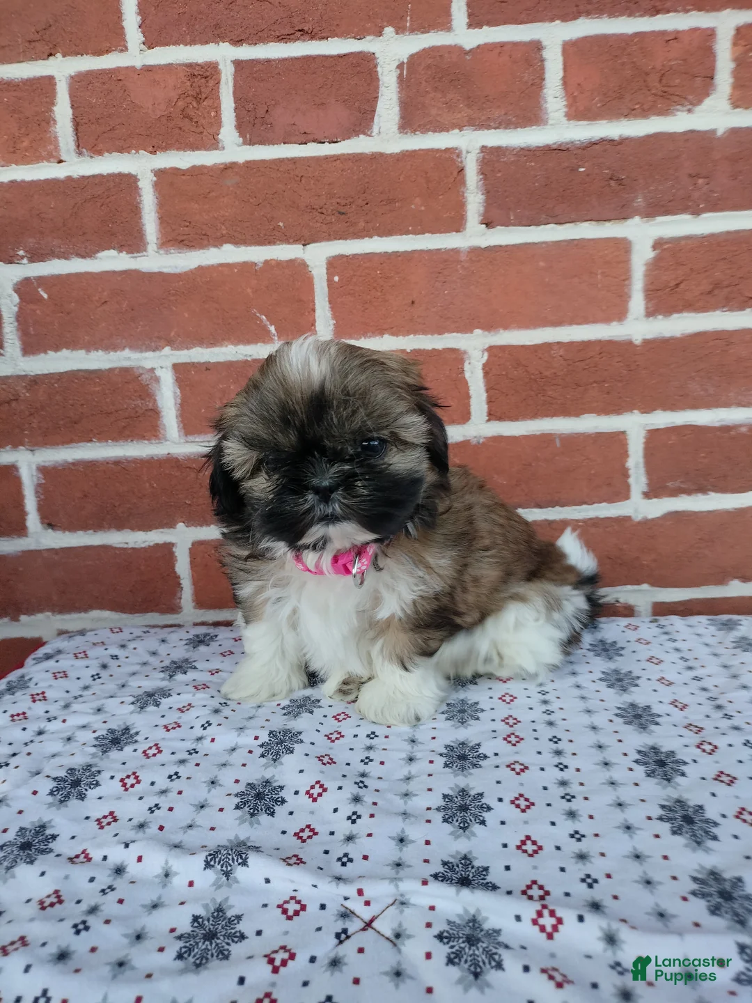 Shih Tzu dogs for sale: Dixie - Ad 1
