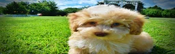 Havapoo dogs for sale: Gracie - Ad 10