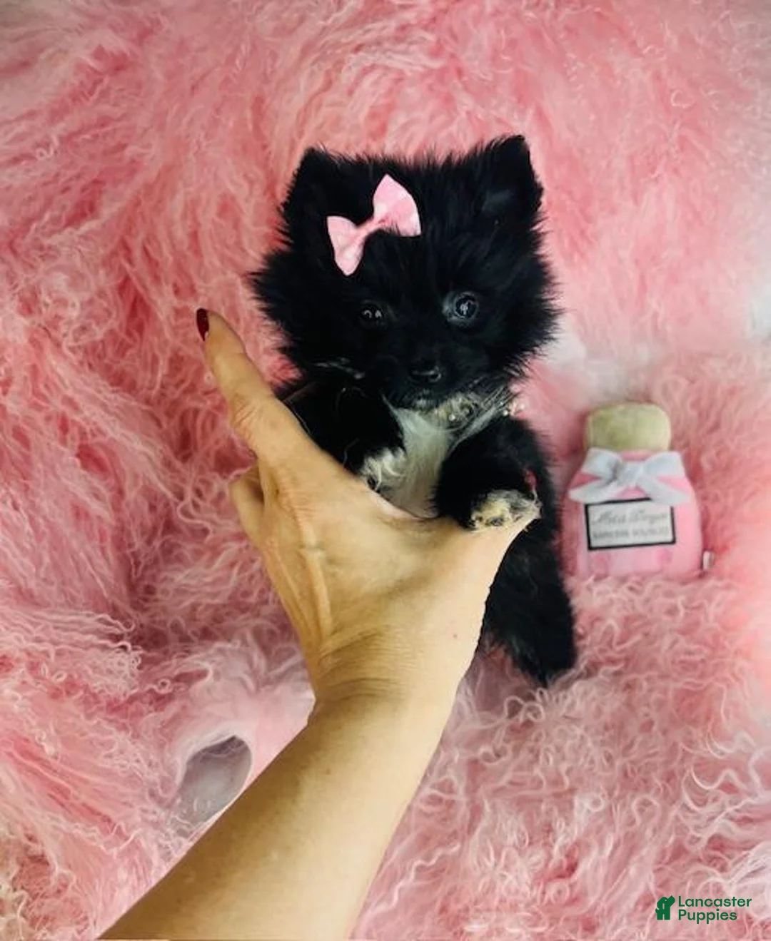 Pomeranian dogs for sale: Pomeranian Puppy 1 - Ad 1