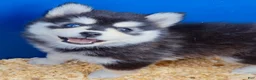 Pomsky dogs for sale: Roxanne - Ad 10