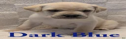 Cane Corso dogs for sale: Dark Blue - Ad 3