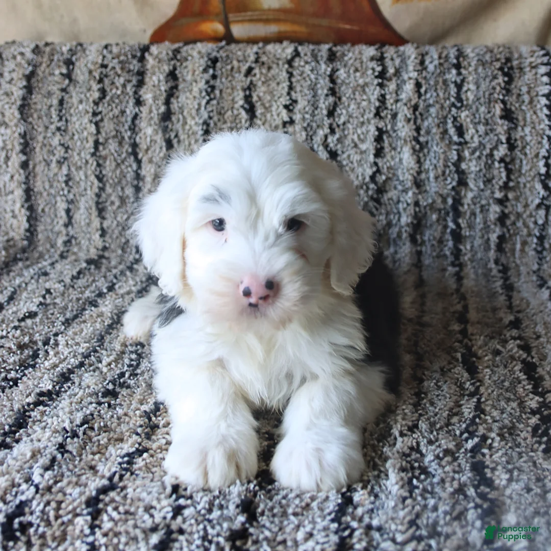 Old English Sheepdog dogs for sale: Nellie - Ad 1