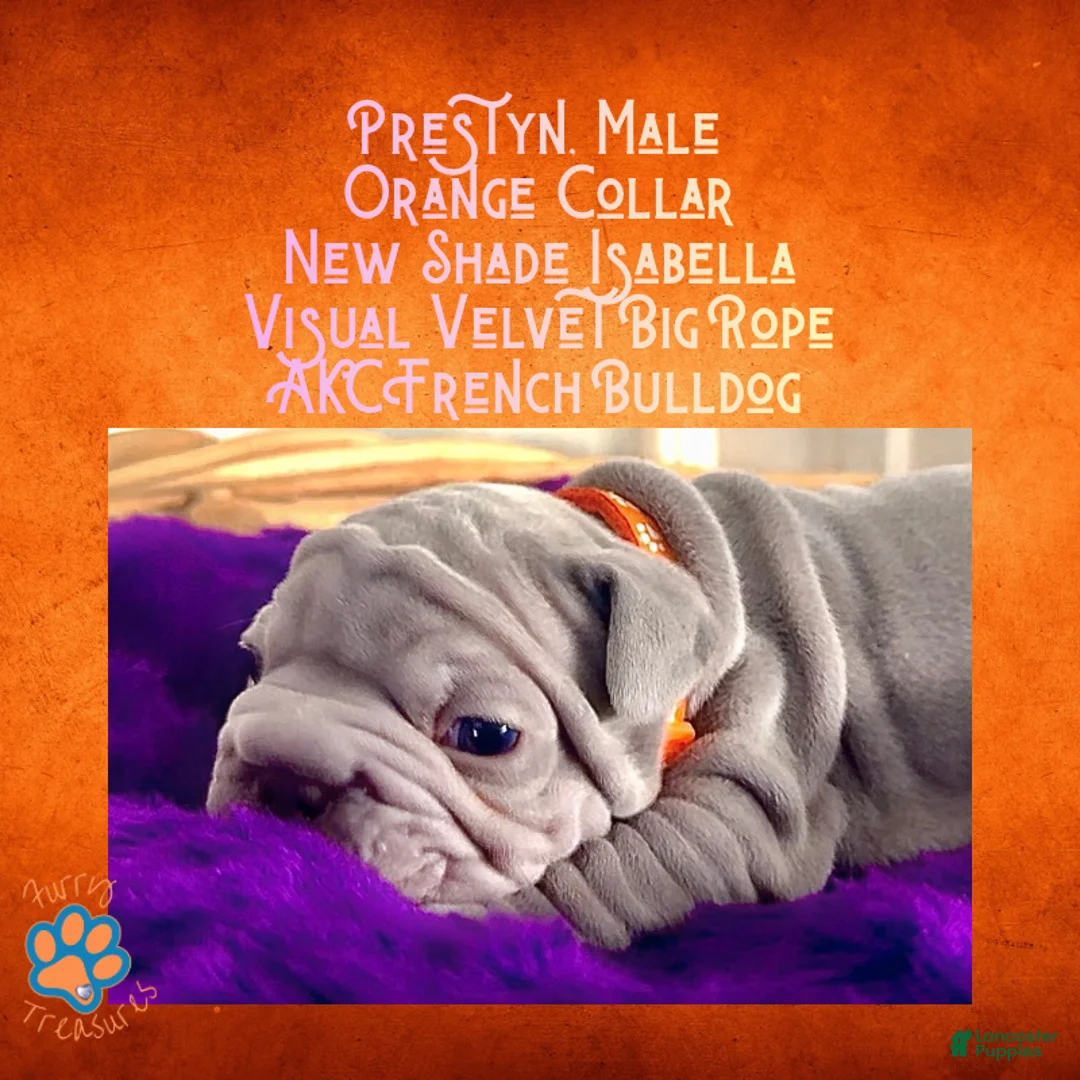 French Bulldog dogs for sale: Prestyn “Orange” Collar Male - Ad 3