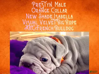 French Bulldog dogs Prestyn “Orange” Collar Male - Ad 29
