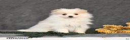 Pomeranian dogs for sale: Freckles - Ad 3