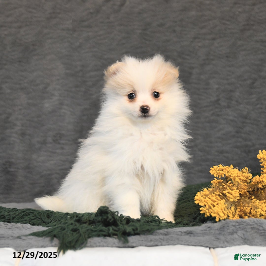 Pomeranian dogs for sale: Freckles - Ad 3