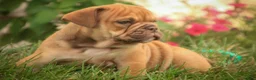 English Bulldog dogs for sale: Titus English Bulldog  - Ad 2