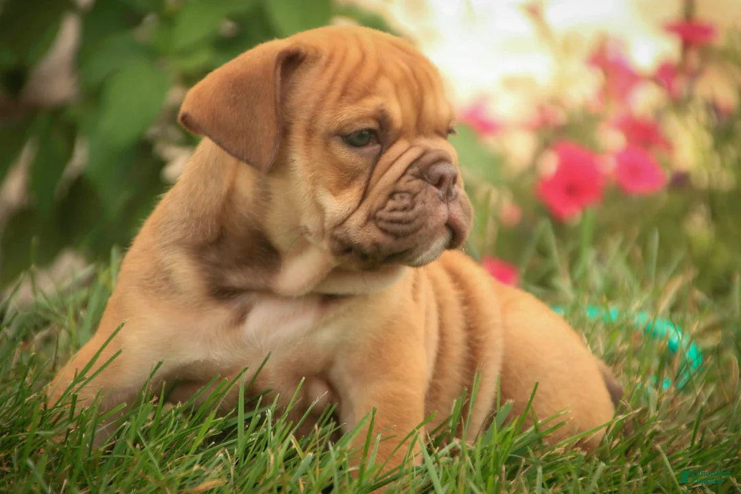 English Bulldog dogs for sale: Titus English Bulldog  - Ad 2