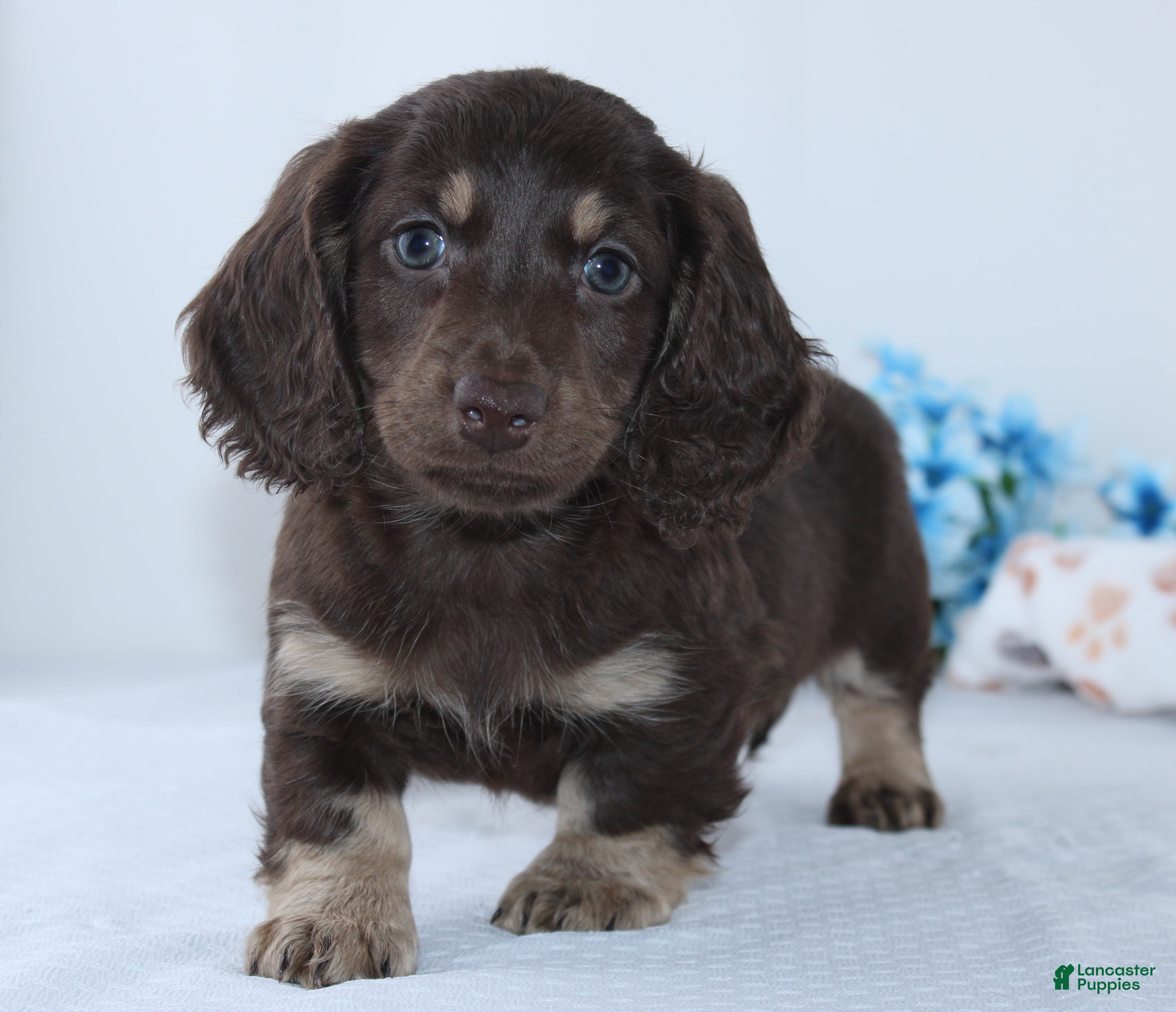 Miniature Dachshund dogs Edison - Ad 1