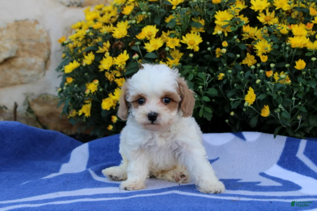 Pomeranian dogs for sale: Kevin - Ad 4