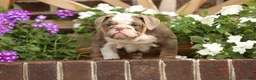 English Bulldog dogs for sale: Ruby - Ad 1