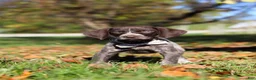 German Shorthaired Pointer dogs for sale: Angela - Ad 9