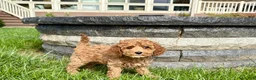 Cockapoo dogs for sale: Cockapoo female 4 - Ad 6