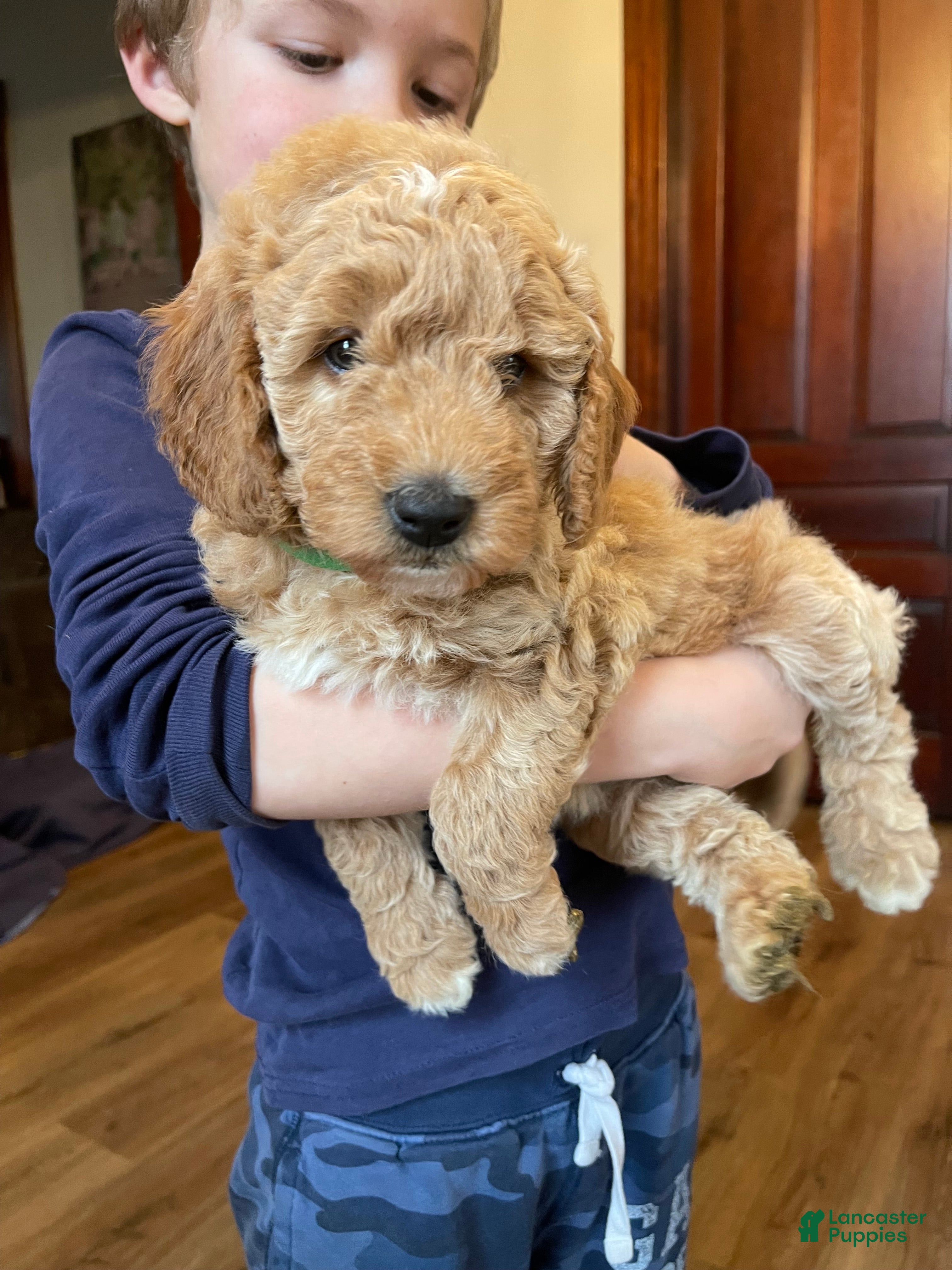 Mini Goldendoodle dogs HoneyMaran  - Ad 14