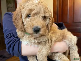 Mini Goldendoodle dogs HoneyMaran - Ad 14