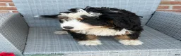 Mixed Breed dogs for sale: Dolly - Ad 7
