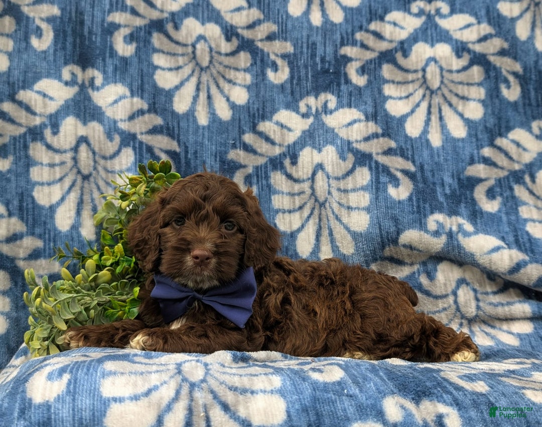 Cockapoo dogs for sale: Krystal - Ad 18