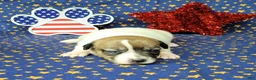 Jack Russell Terrier dogs for sale: "Pringle" CKC Reg female - Ad 4