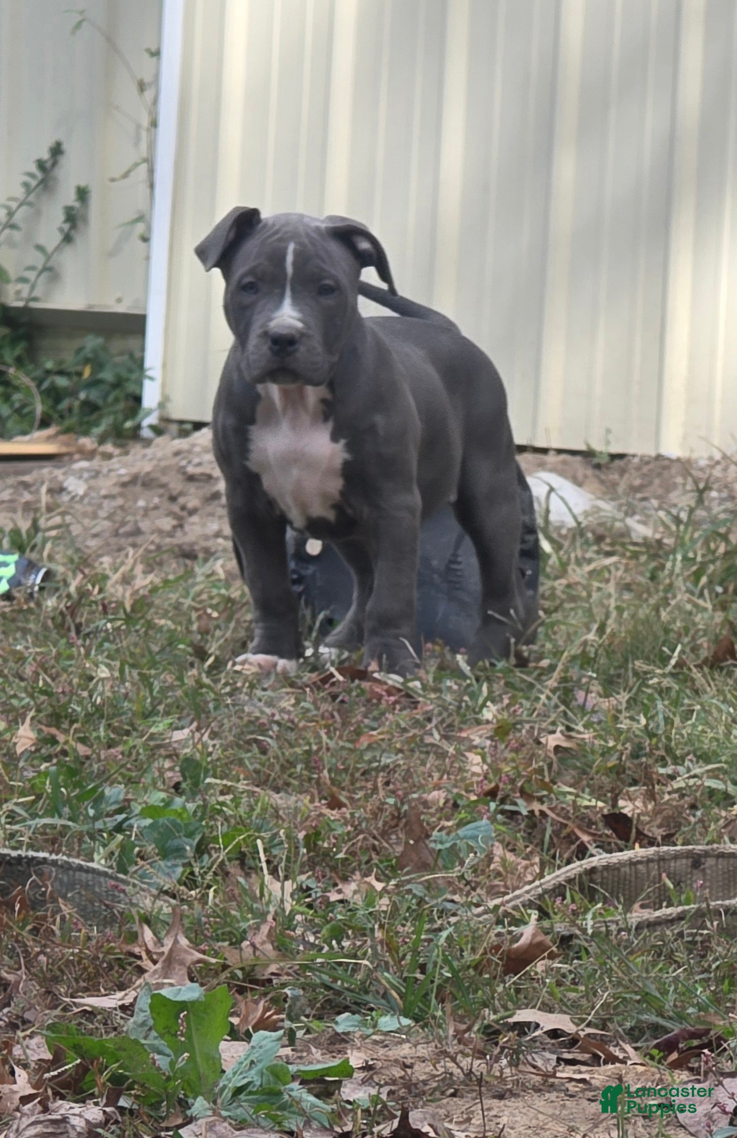 American Bully dogs for sale: Harley - Trick or treat special $ - Ad 4