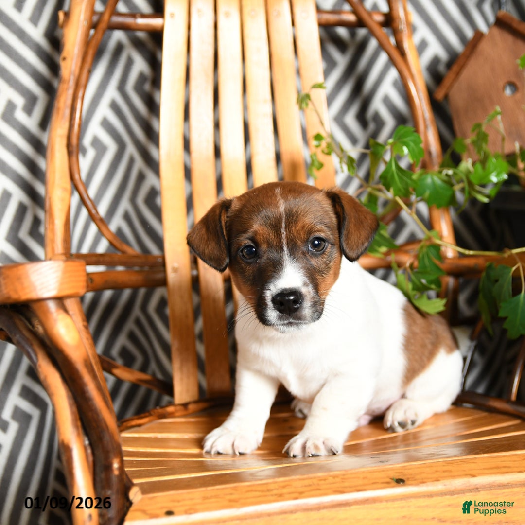 Jack Russell Terrier dogs for sale: Spot - Ad 2