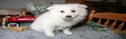 American Eskimo dogs for sale: Sugar - Ad 3
