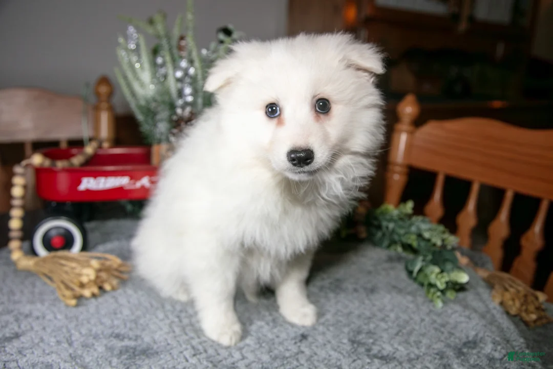 American Eskimo dogs for sale: Sugar - Ad 3