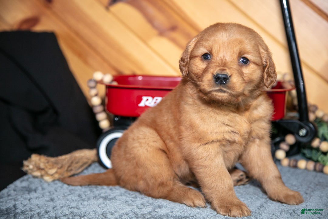 Golden Retriever dogs for sale: Daisy - Ad 3