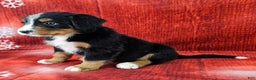 Bernese Mountain Dog dogs for sale: Sequoia - Ad 2