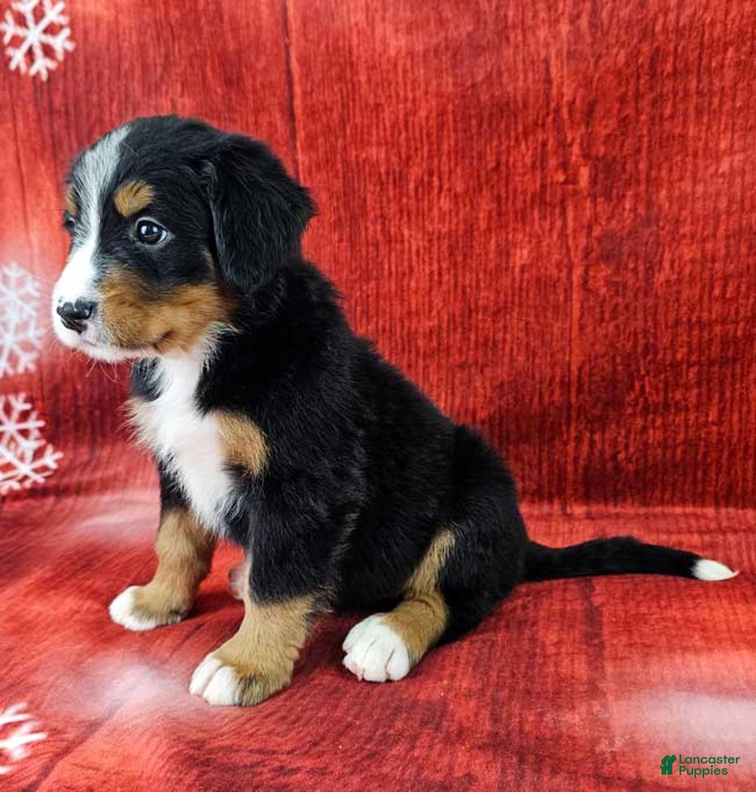 Bernese Mountain Dog dogs for sale: Sequoia - Ad 2