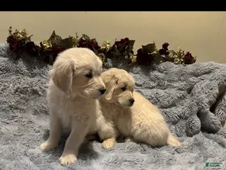 Golden Retriever dogs Golden Retriever Puppy 1 - Ad 3