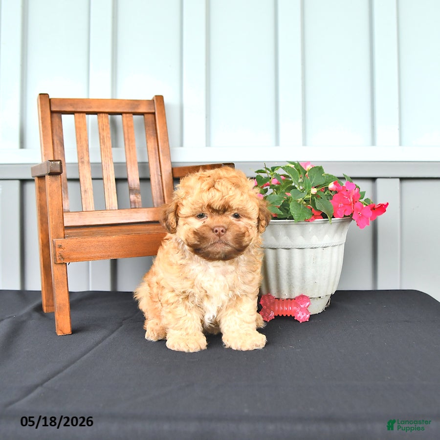 Shihpoo dogs Ollie - Ad 2