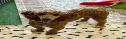 Miniature Poodle dogs for sale: Jack - Ad 2