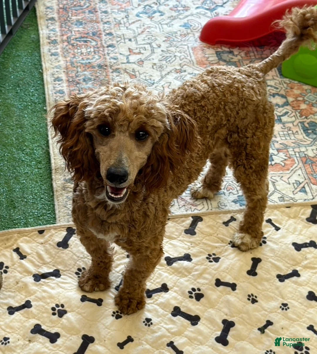 Miniature Poodle dogs for sale: Jack - Ad 2