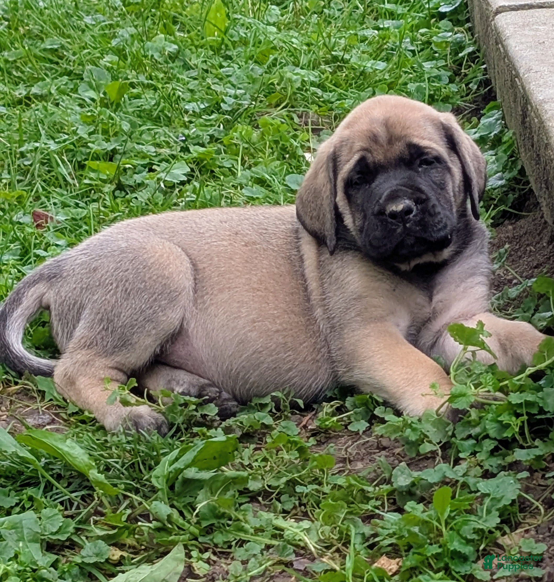 English Mastiff dogs English Mastiff Puppy 3 - Ad 2