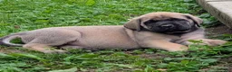 English Mastiff dogs for sale: English Mastiff Puppy 4 - Ad 13