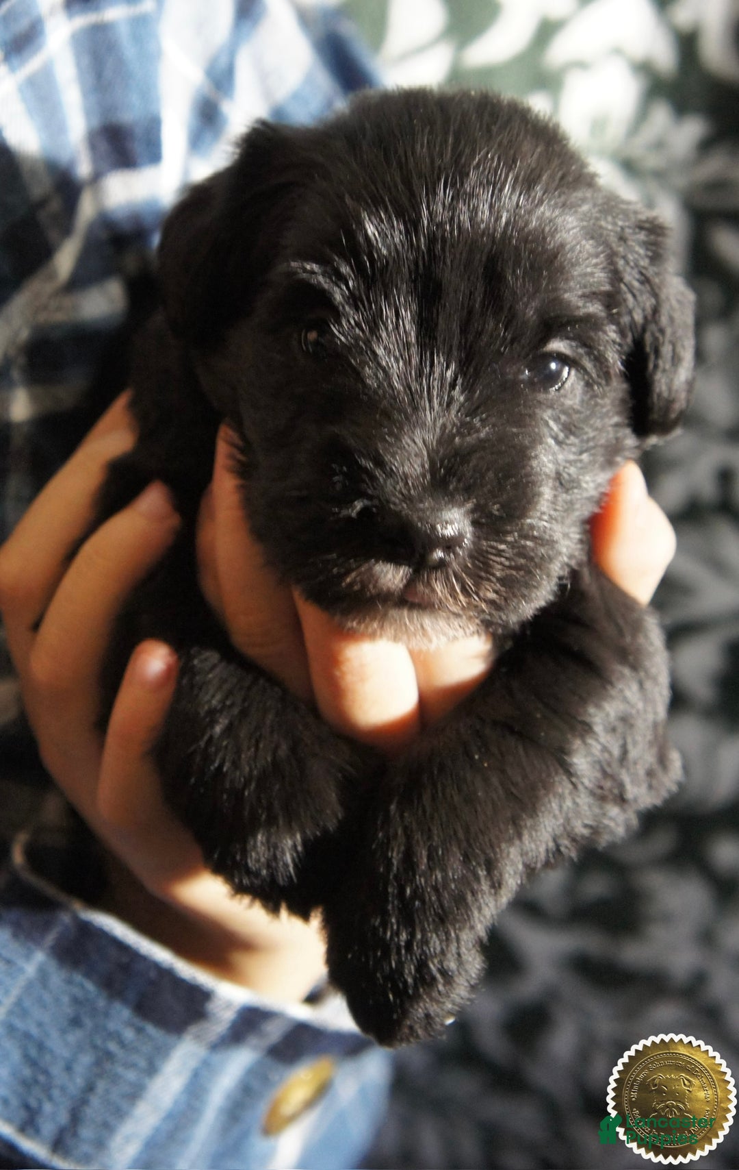 Miniature Schnauzer dogs for sale: DOTTIE - Ad 5