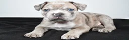 Frenchton dogs for sale: Tanner - Ad 7