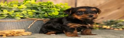 Yorkshire Terrier dogs for sale: Flora - Ad 3