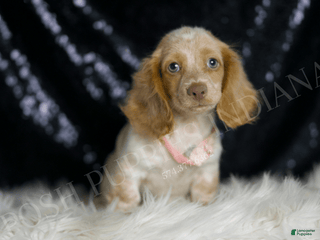 Miniature Dachshund dogs - Ad 23