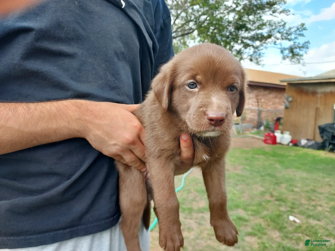 Mixed Breed dogs for sale: Mixed Breed 5 - Ad 2
