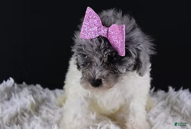 Toy Poodle dogs Brynn - Ad 2