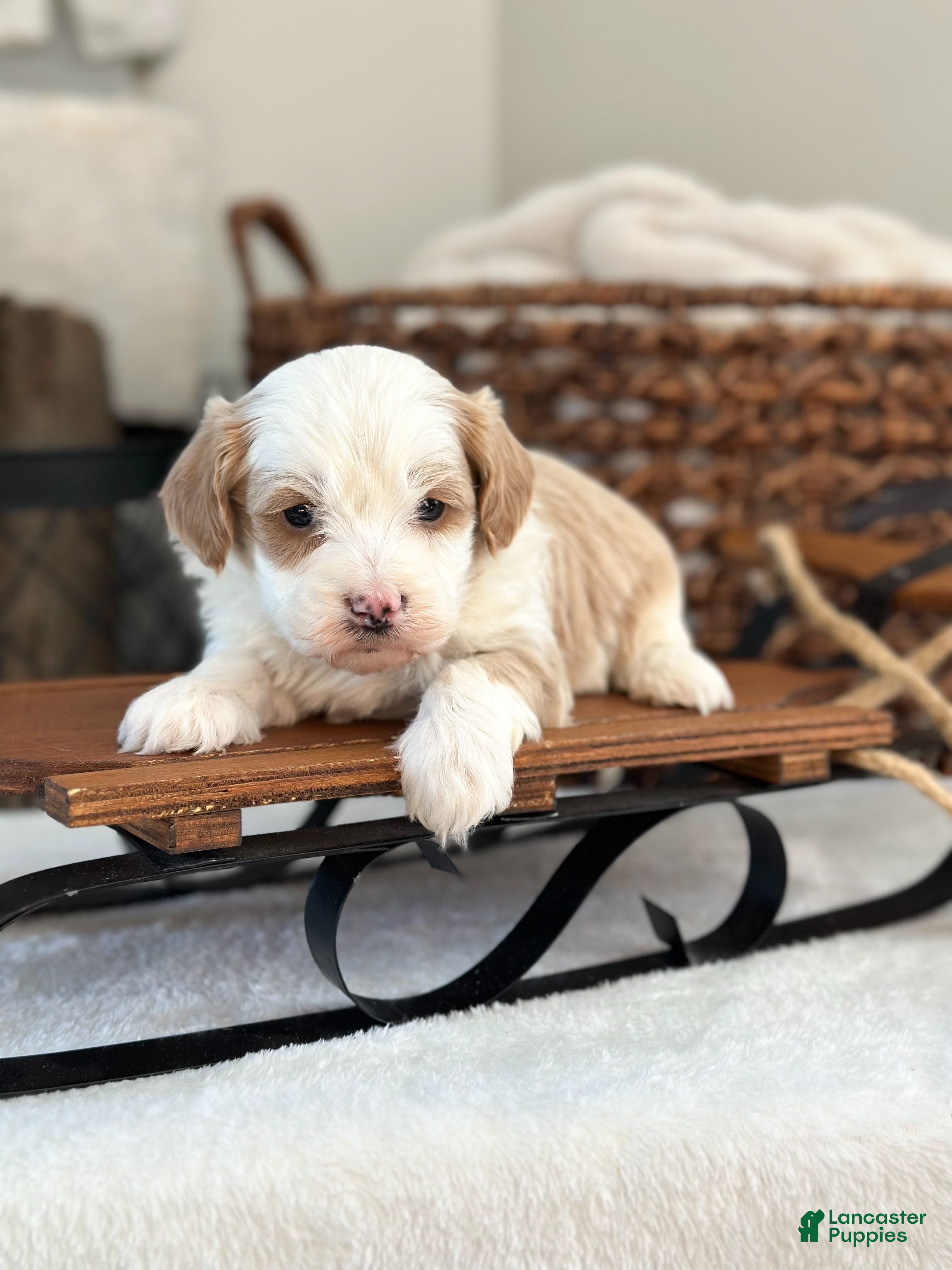 Cavachon dogs Buzz - Ad 19